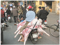 Pigs to butcher