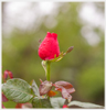 A rosebud with droplets of water.