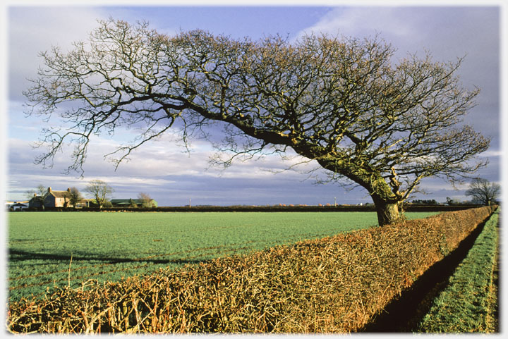A tree growing horizontally across the picture, farmhouse in the background.