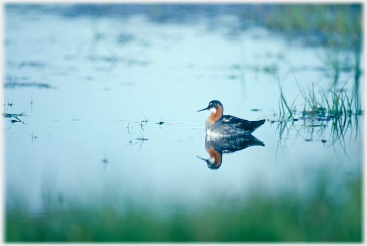 Red brested phalerope and reflection on pool.