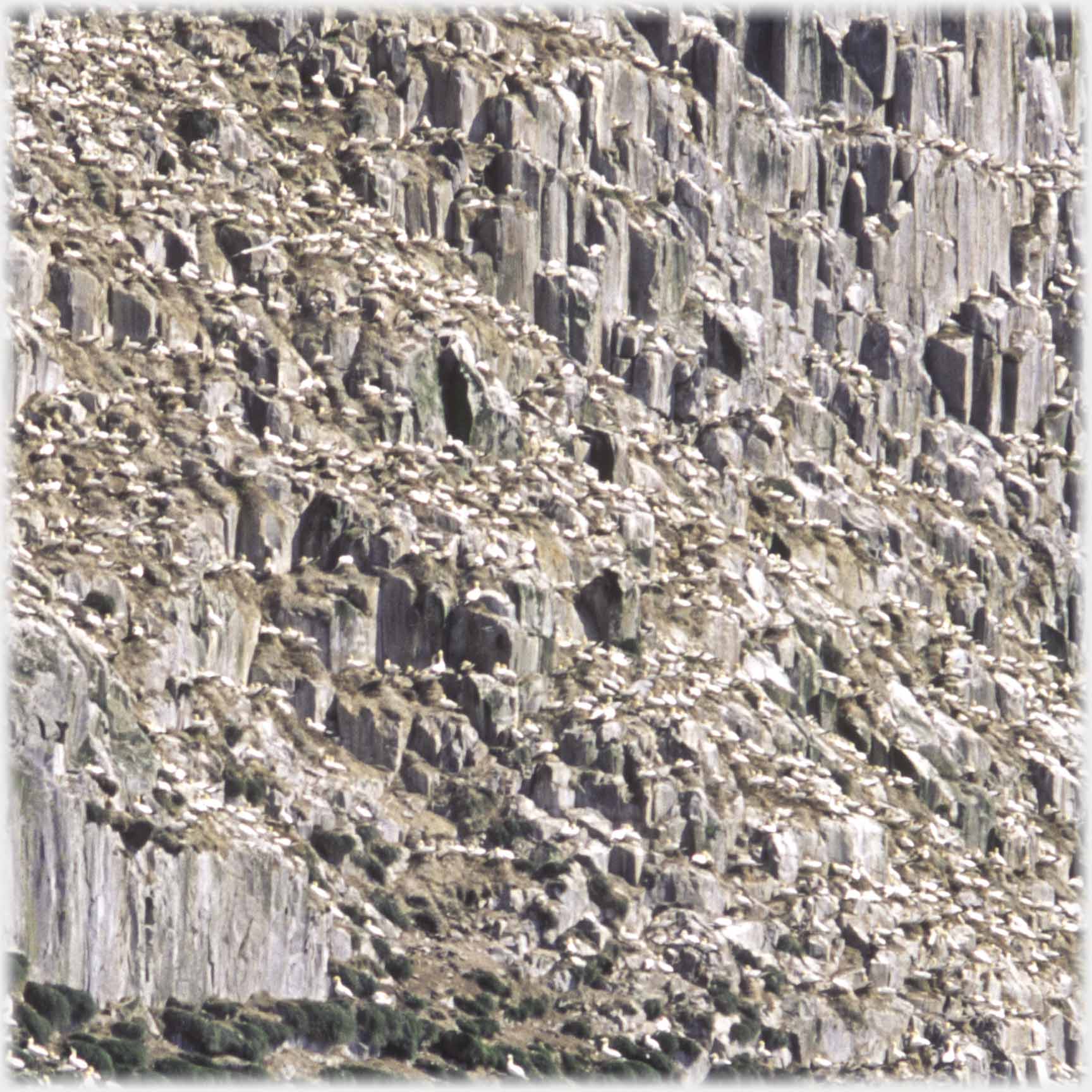 Closer shot of nesting area on cliffs.