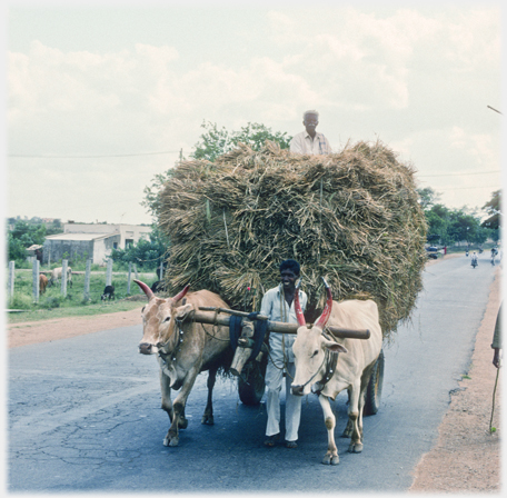 Two white cattle with driver of cart heaped high with straw.