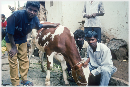 Two men with cow.