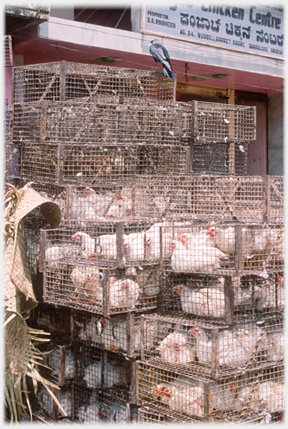 Cages of chickens in high pile with crow sitting on top.