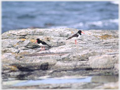 Two Oystercatchers.