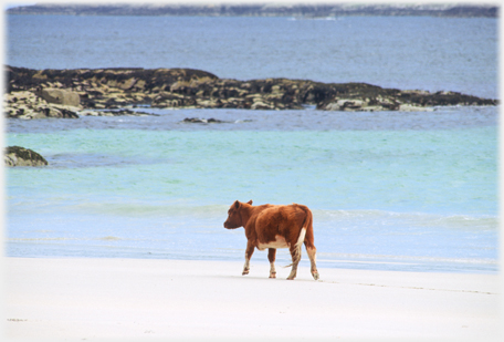 Cow on beach.