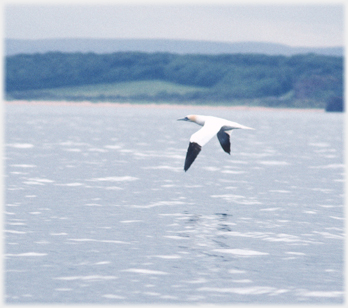 Gannet flying above sea level with camera.
