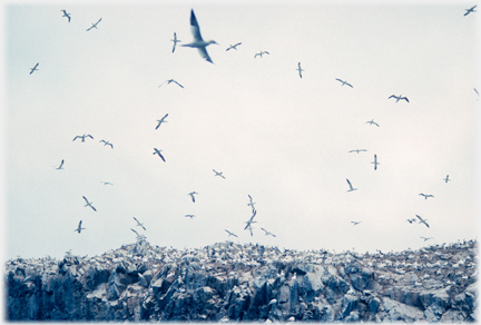 Many wheeling gannets over cliff top covered with birds.