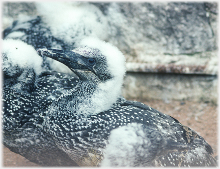 Young nestling gannet, all white apart from face.