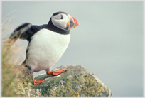 Puffin standing on a rock flapping its wings.