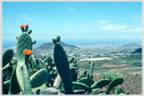Cactus with distant town and seascape.