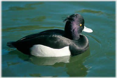 Tufted duck.