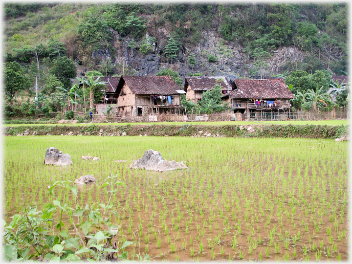 Paddy field and houses at Pac Bo.