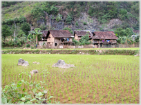 Village houses with paddy fields.