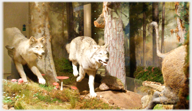 Display of wolves.