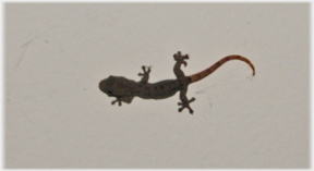 Gecko on ceiling.