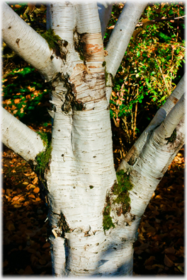 White barked birch.