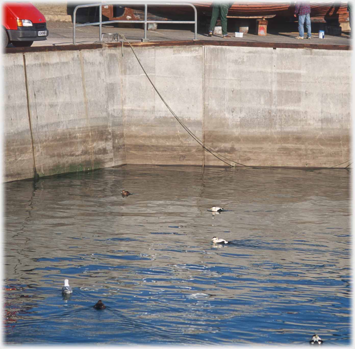 Water in harbour with eider ducks.