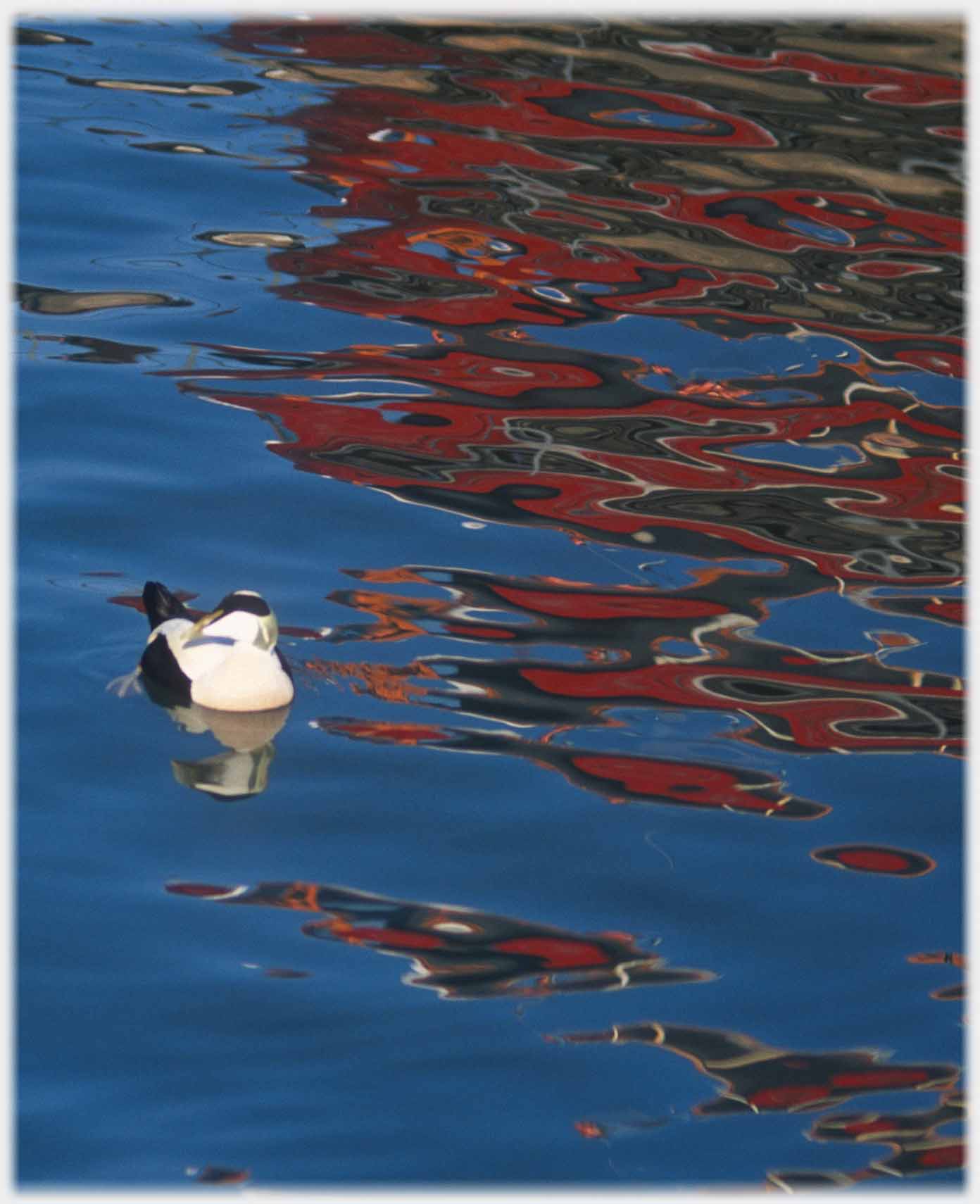 Eider with head turned in rippled water showing red reflections.