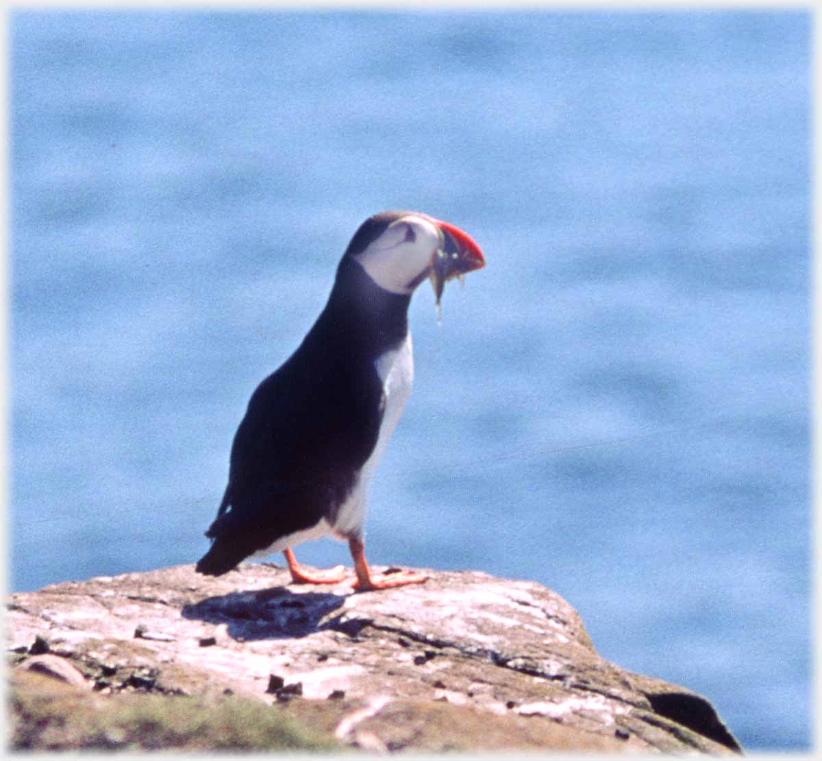 Puffin with small sand-eels in its beak.