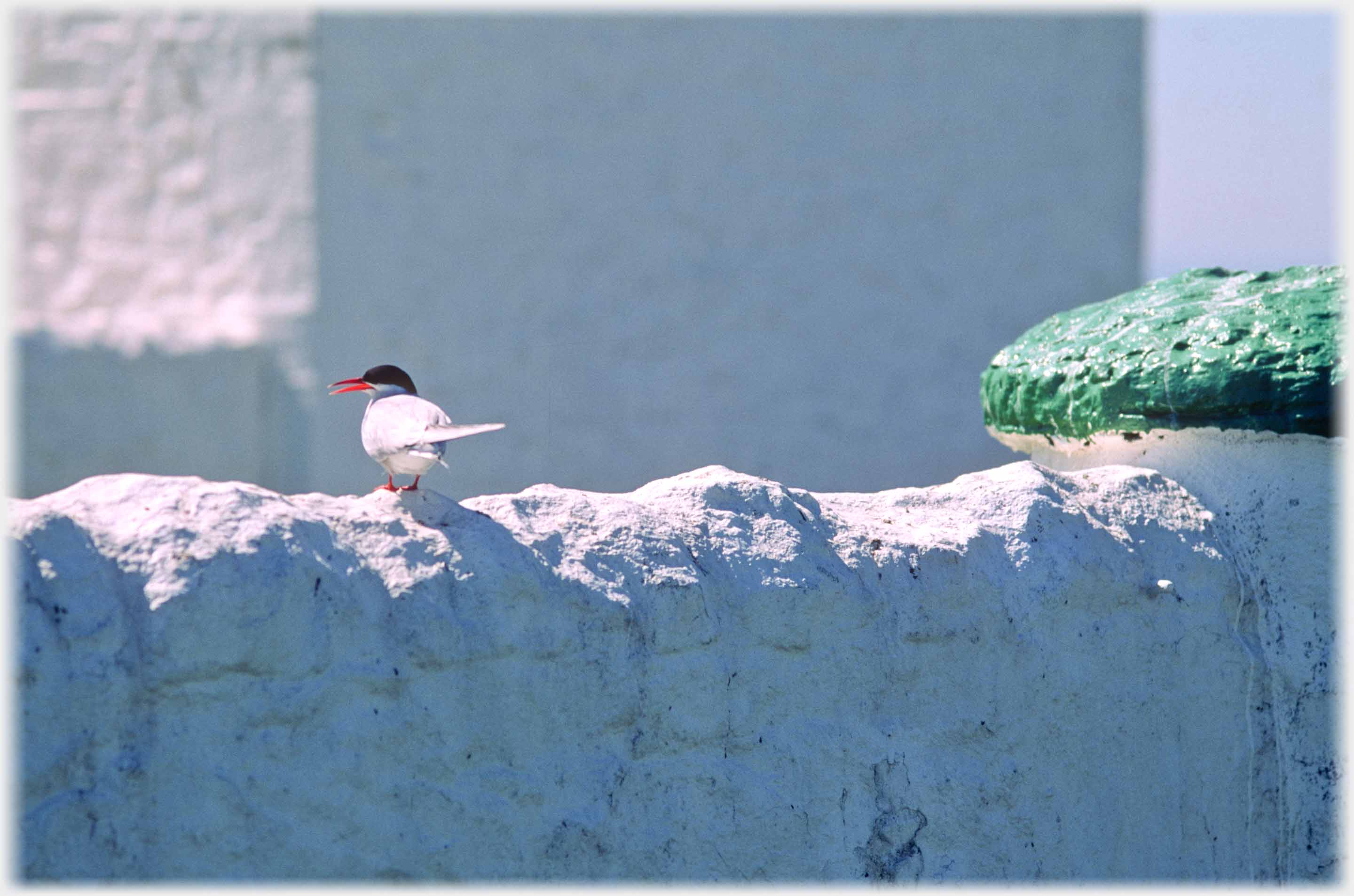 White wall with green capstone and white wall beyond. Red beaked tern standing on wall.