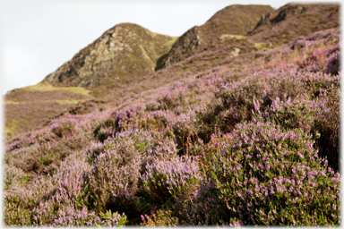 The heather in bloom.
