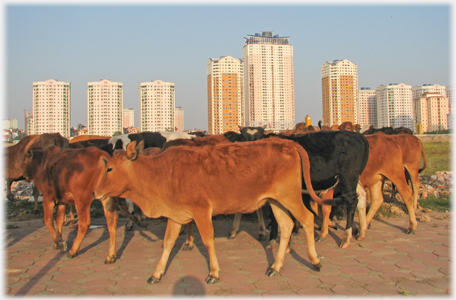 A heard of cattle on a pavement with a line of tower blocks behind.