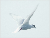 Arctic tern in flight.
