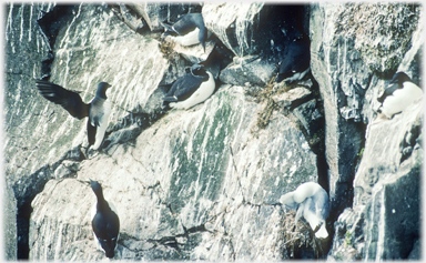 Guillemots blending into the guano covered rocks.
