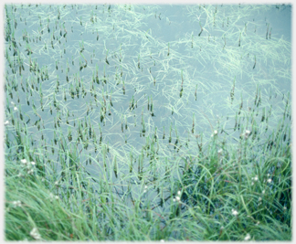 Grasses growing in water.