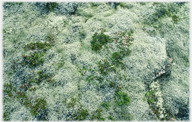 Bed of bluer mosses.