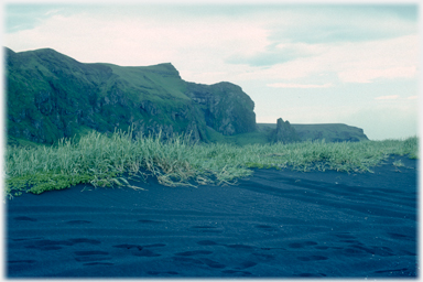 Black ash landscape.