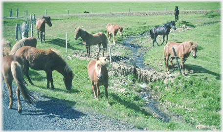 Icelandic horses by the road.