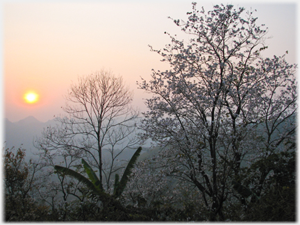 Blossom, tree and bananas with setting sun and distant mountains.
