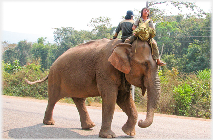 Right side of elephant and its two riders.