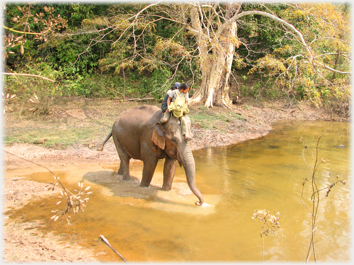 Elephant drinking at side of pool with woods behind.