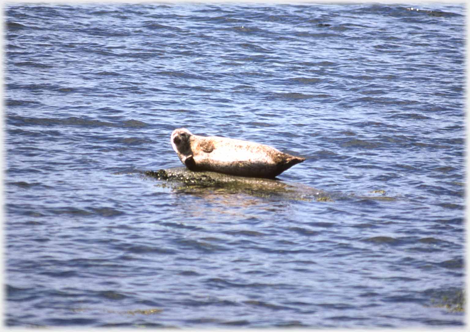 Seal basking on rock.