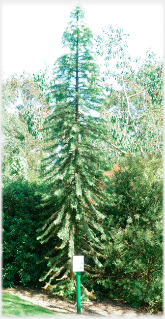 A Wallemia Pine.