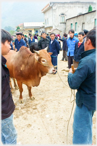 Bull being shown to buyers.