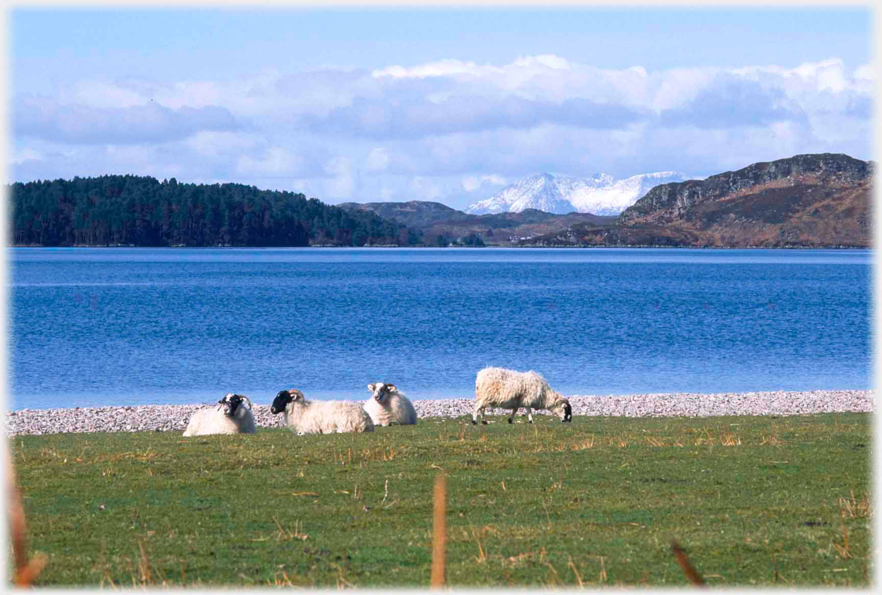 Group sheep sitting and grazing by sea with distant hills.
