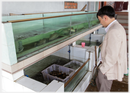 Hieu looking into fish tanks.
