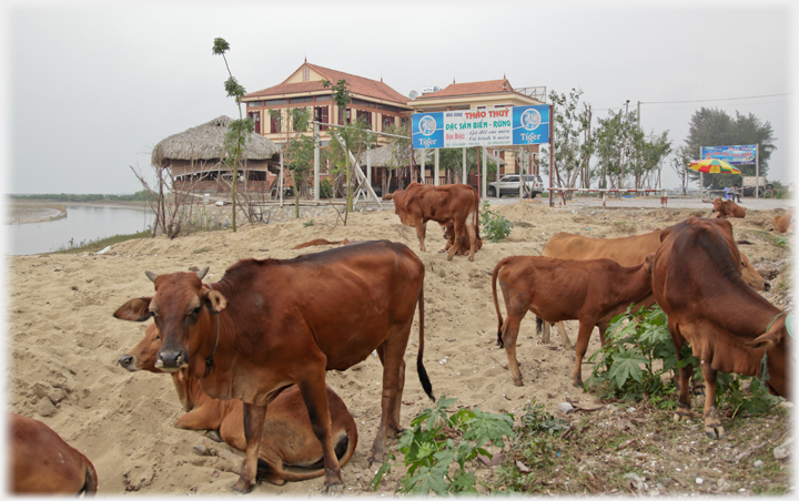 Cows in front of the Thao Thuy restaurant.