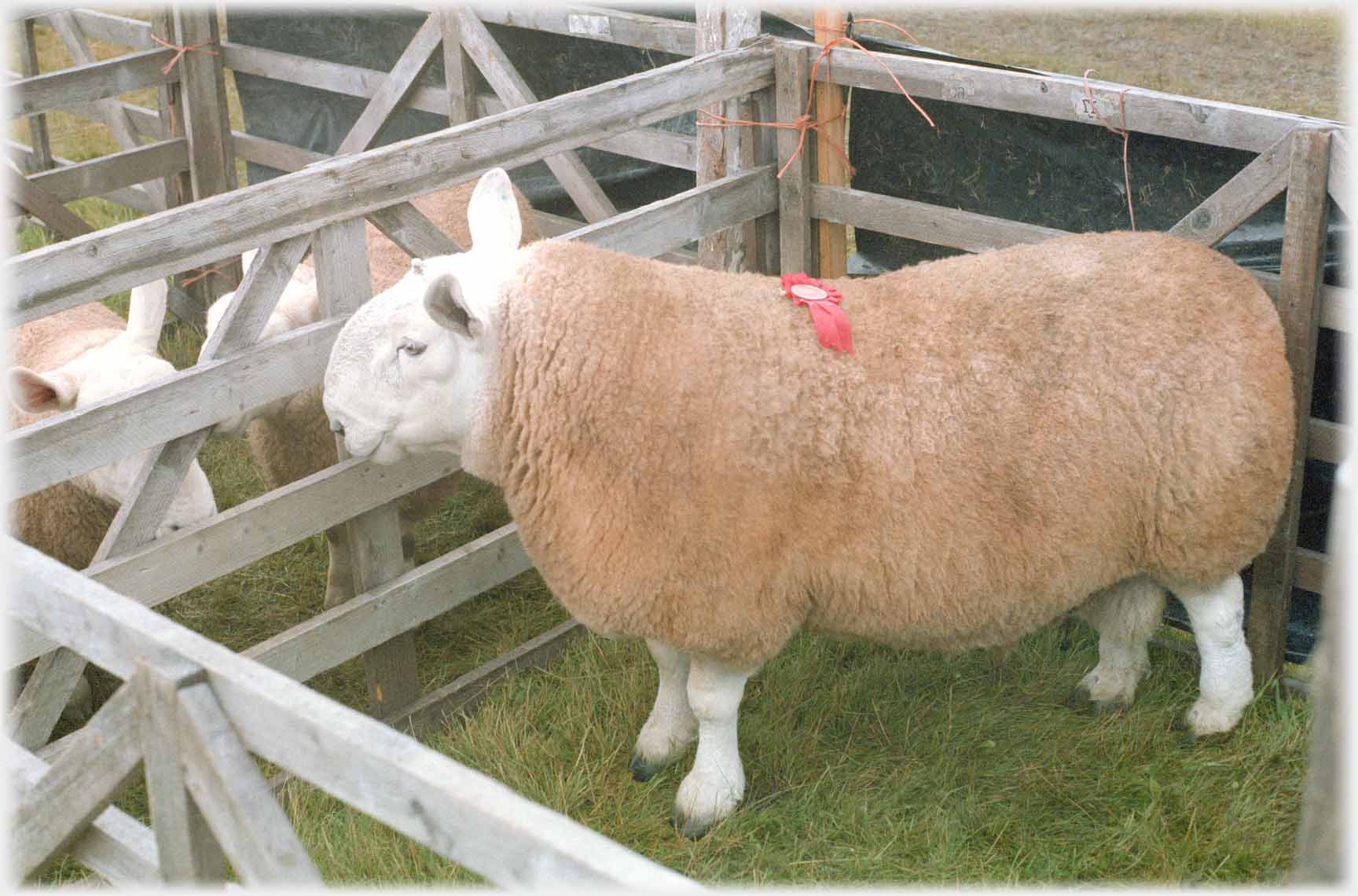Perfectly groomed sheep with rosette.