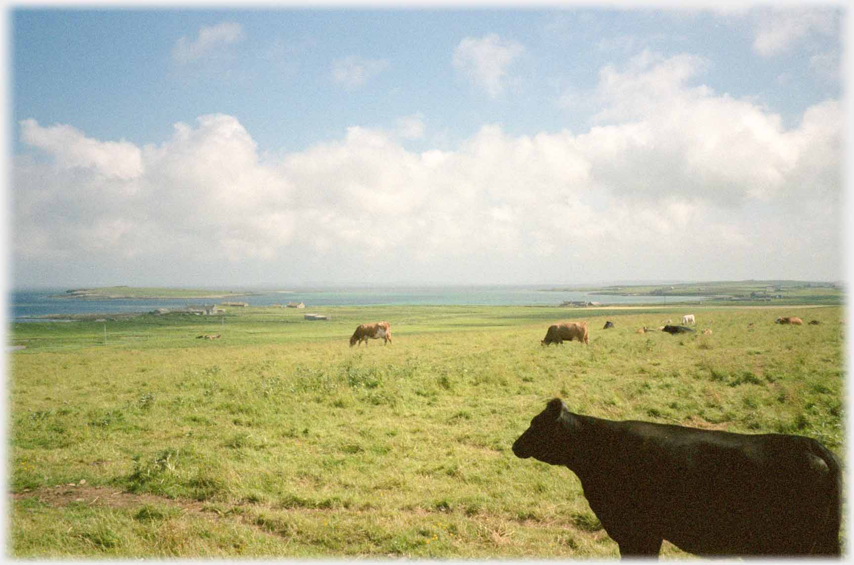 Cow contemplating grass and sea beyond.