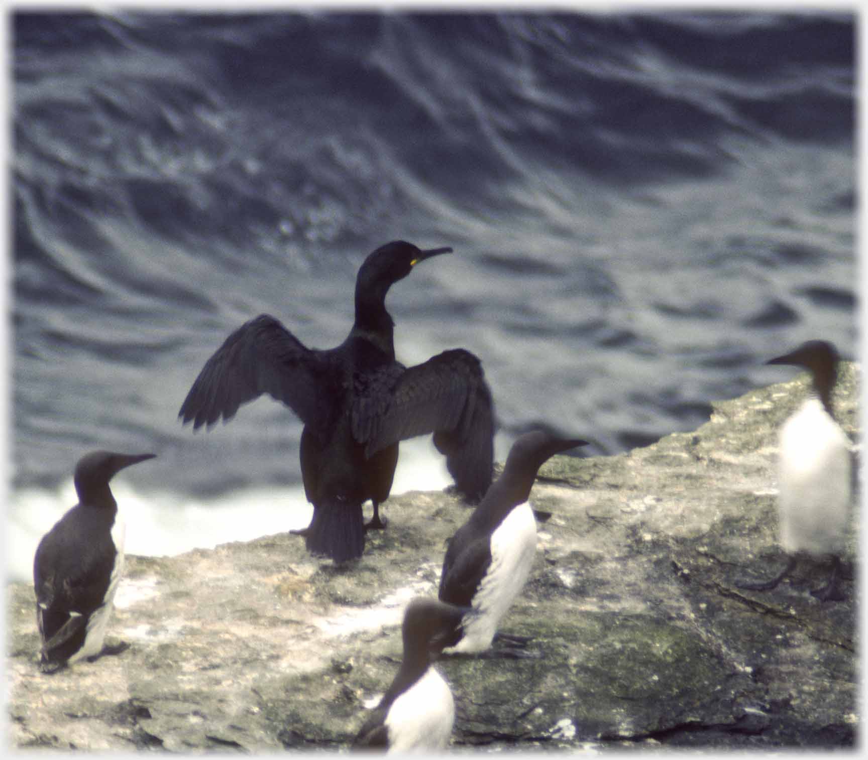 Shag flapping its wings with gullemots standing around.