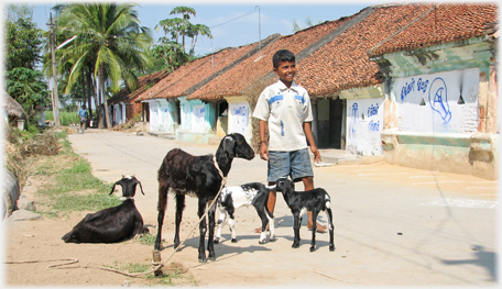 Boy with goats in front of tiled houses.