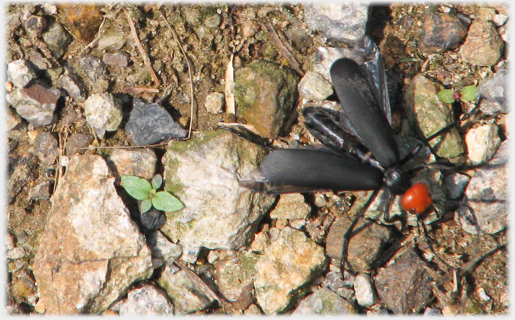 Black bug, with distinctly separate red head.