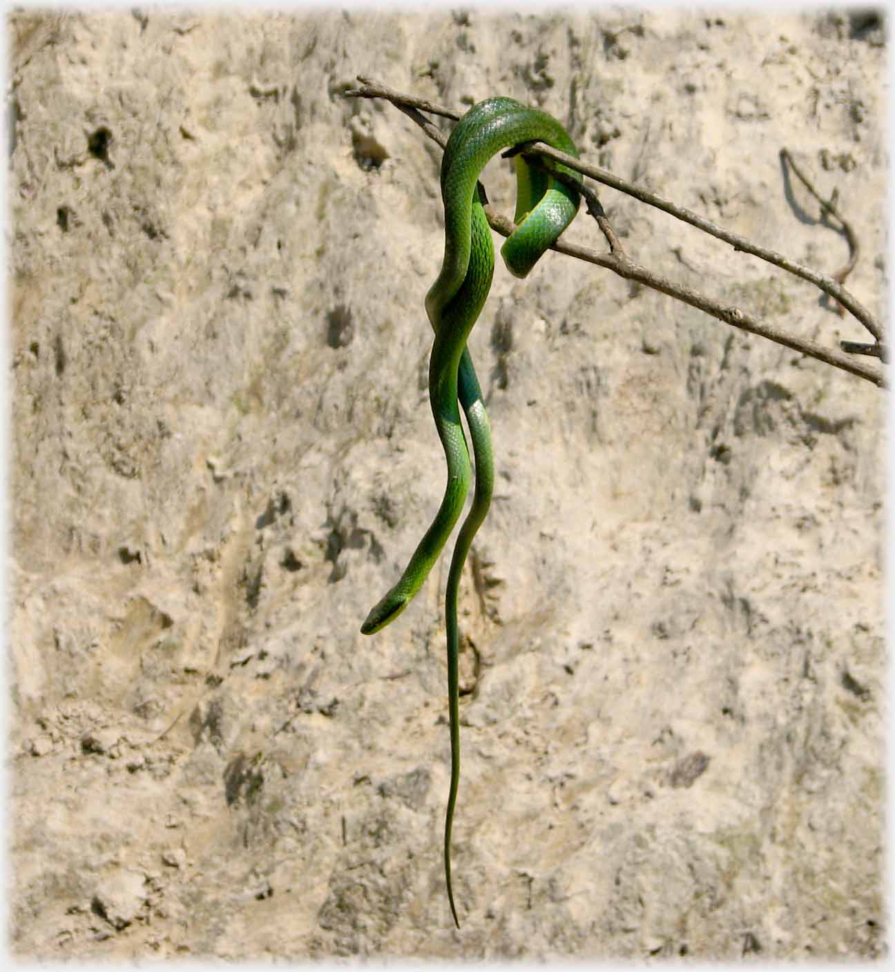 Green snake hanging on twig.