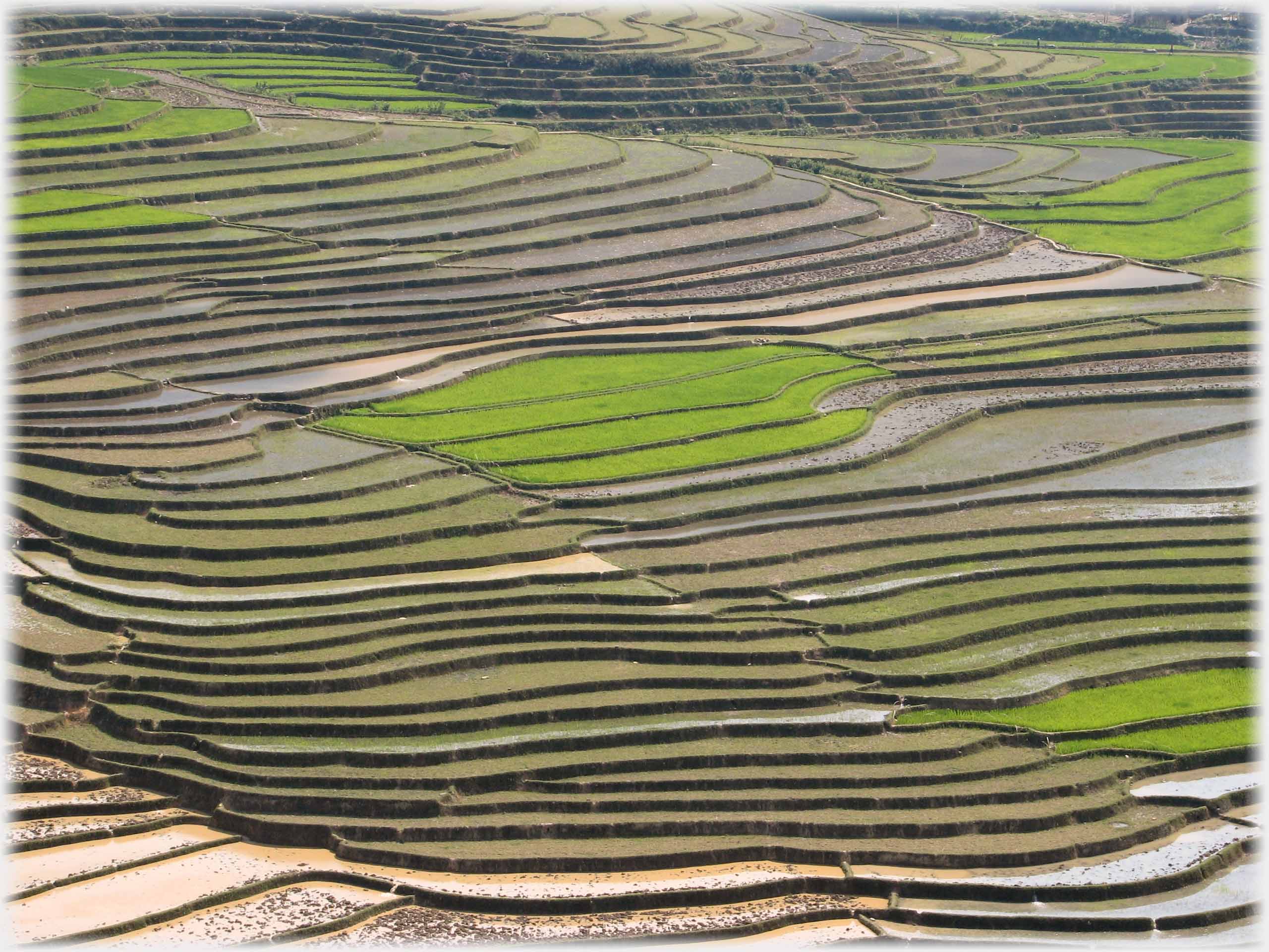 Scores of terraced fields showing first signs of green.
