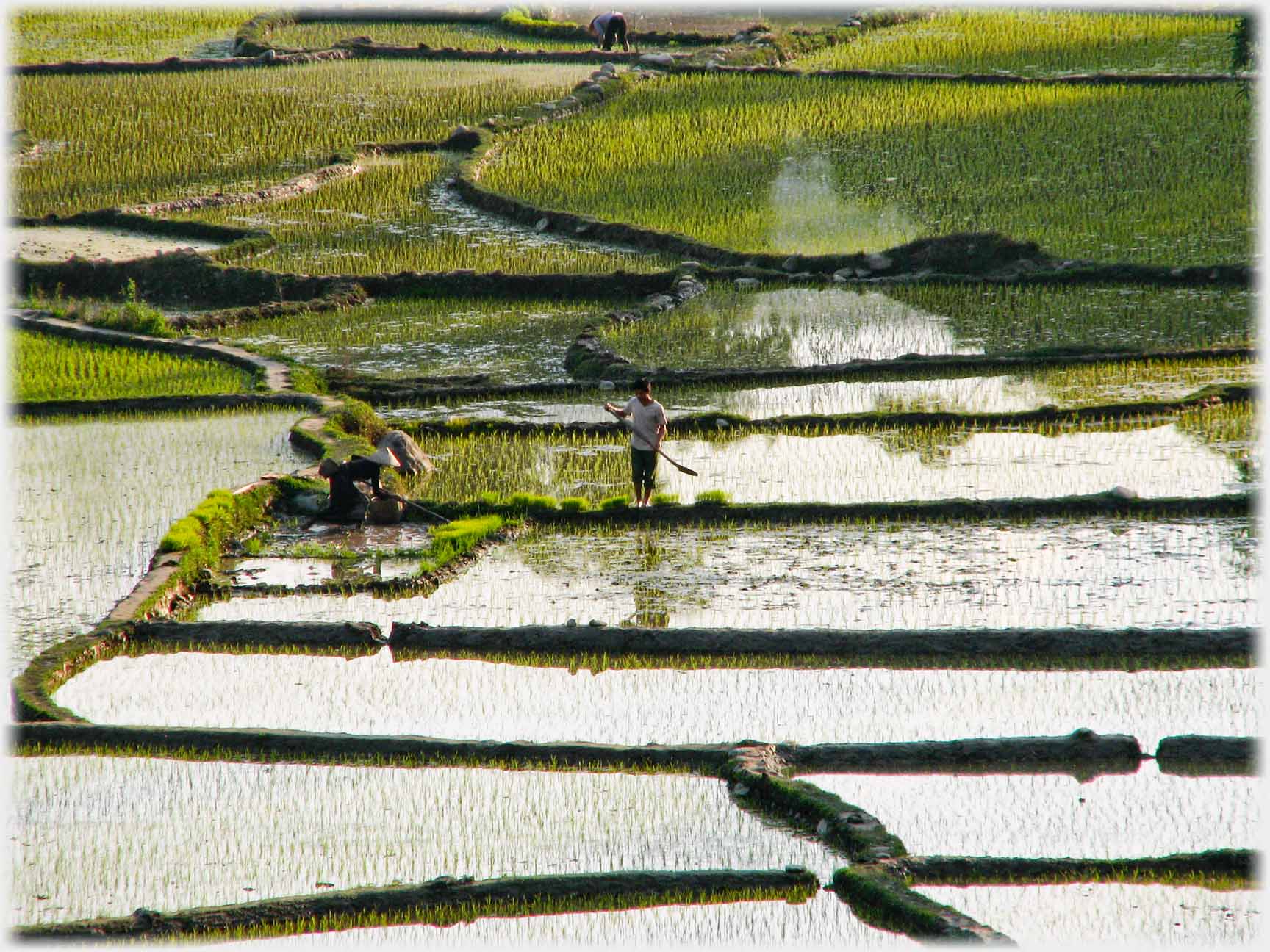 Fields covered in young paddy.